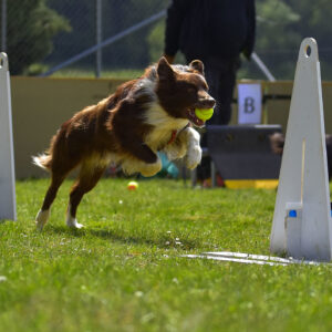 Beginner's Flyball Classes