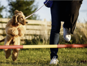 Beginner's Agility Sundays