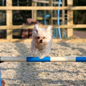Beginner's Agility Thursdays