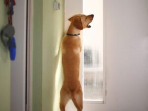 dog barking at door.jpg