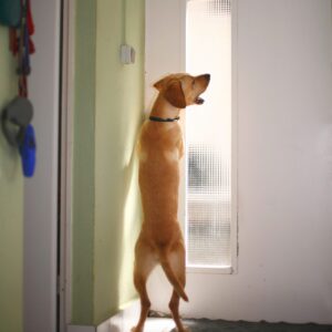 Dogs & Doorbells! - an online course for those dogs who cause havoc when the doorbell goes!
