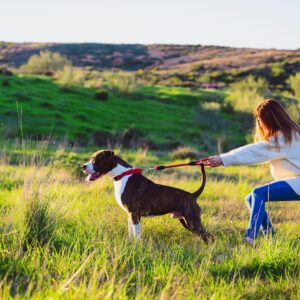 Lead Pullers Bootcamp - an online course to help you to teach your dog to walk on a loose lead at your side