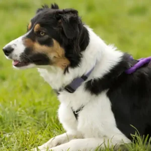 Rapid Recall Masterclass - Transform your dog's recall in just 60 minutes!