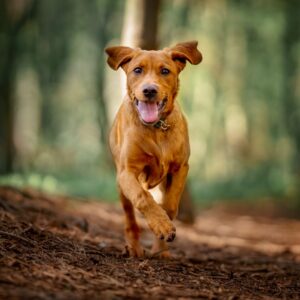 Perfect Your Recall! - an online course for dogs starting their recall training or dogs who have problems with recall