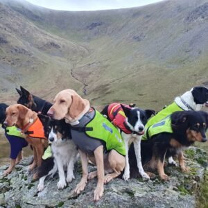 The rescue dog training package