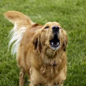 Reactive Dog Management for Pet Care Professionals - a professional online training programme for pet care providers