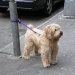 DON’T LEAVE DOGS ALONE OUTSIDE SHOPS!!!