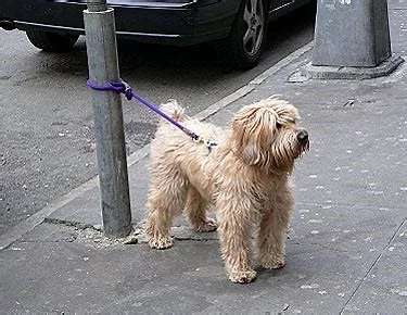 DON’T LEAVE DOGS ALONE OUTSIDE SHOPS!!!