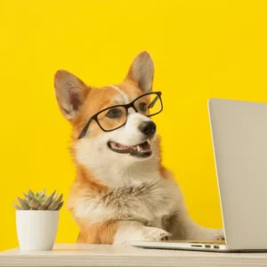 Essential Obedience - the complete online course for puppies and adult dogs