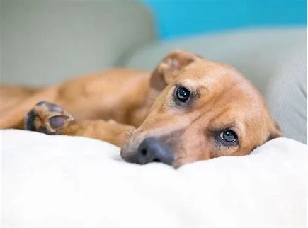 Is there a physical reason for your dog’s behaviour?