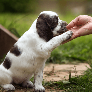 The puppy training package